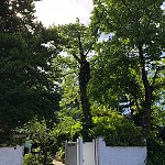 Tree Surgery North Finchley N12 01