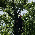 Tree Surgery North Finchley N12 02