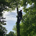 Tree Surgery North Finchley N12 03