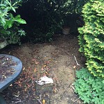 Gardening services muswell hill n10 london 03