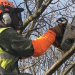 Tree surgery finchley north london