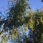 Tree surgery eucalyptus whetstone n20 london 3