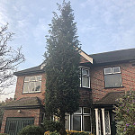Tree surgeon tree removal muswell hill 1