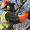 Professional & Experienced Tree Surgery