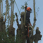 Tree surgery north london 02